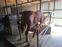 Horse (M), Thoroughbred horse — photo 7