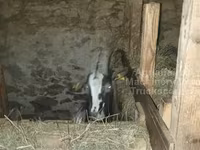 عنزة, Alpine goat — الصورة 4