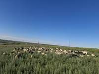 Bull, Cattle — photo 2