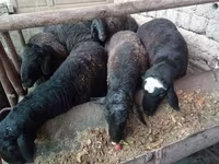 Widder, Rhon sheep — Foto 1