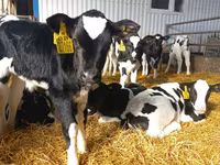 Bull, Holstein breed — photo 4