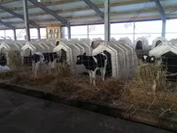 Bulle, Holstein-Rasse — Foto 2