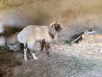 मेढ़ा, Rhon sheep — फ़ोटो 4