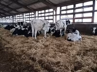 母牛, Holstein breed — 照片 3