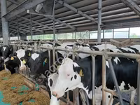 母牛, Holstein breed — 照片 4