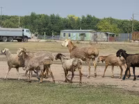 公羊, Hissar sheep — 照片 8
