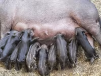 公猪, Pigs — 照片 6