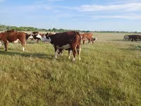 Cow, Latvian Blue cattle — photo 2