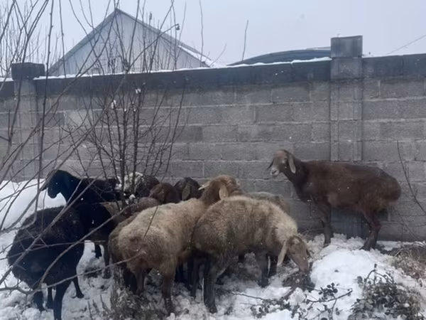 Sheep