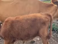Cow, Cattle — photo 7