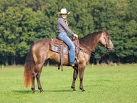 Caballo, Quarter Horse — foto 2