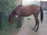 母马, Anglo-Arabian — 照片 6