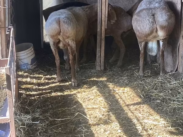 Arashan sheep