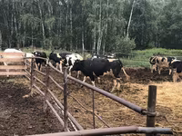 गाय, गोलस्टीन नस्ल — फ़ोटो 2