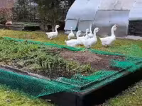 Geese — photo 2