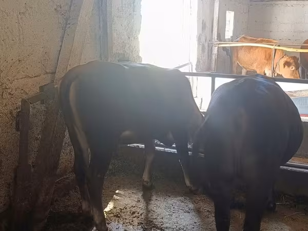 Alatau breed