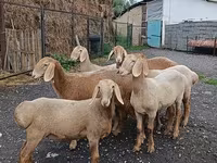 Schaf, Arashan sheep — Foto 4