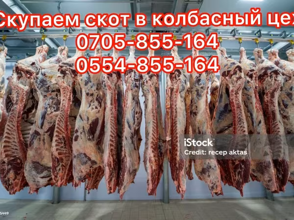 Cattle