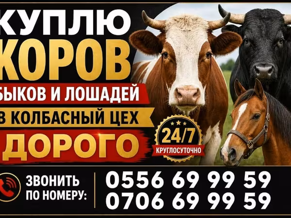 母牛, Cattle