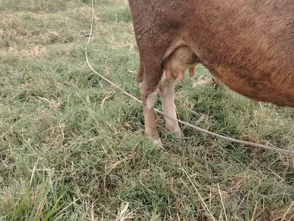 Cattle