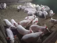 नर सूअर, सूअर — फ़ोटो 2