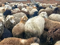 Widder, Edilbay sheep — Foto 5