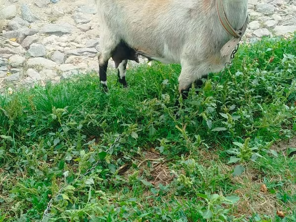母山羊, Goats