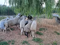 公羊, Sheep — 照片 5