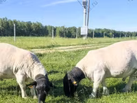 公羊, Baerchuke sheep — 照片 5
