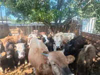 ثور, الماشية — الصورة 6