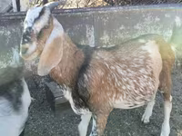 公山羊, Nubian Goat — 照片 3