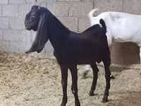 बकरी, Kamori goats — फ़ोटो 5