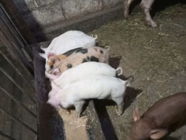公猪, Pigs