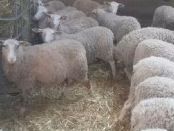 母羊, Sheep