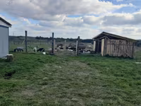 Oveja, Romanov sheep — foto 4