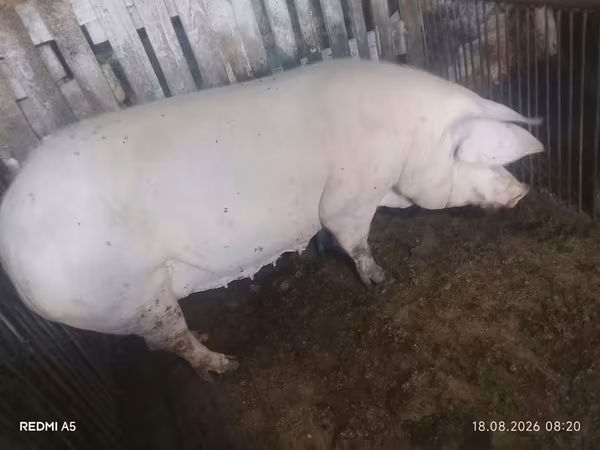 母猪, Pigs