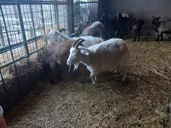 बकरी, Alpine goat
