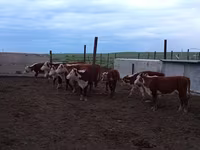 母牛, Kazakh White-headed cow — 照片 3