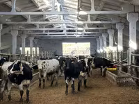 母牛, Holstein breed — 照片 4