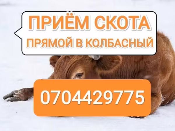 Rinder