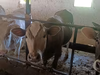 母牛, Alatau breed — 照片 8