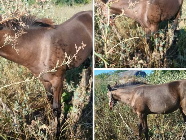 Horse (M), Horses