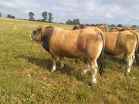 公牛, Aubrac cattle — 照片 1