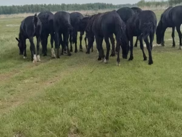 公马, Horses — 俄罗斯