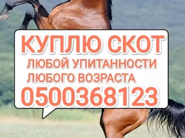 公马, Horses — 吉尔吉斯斯坦