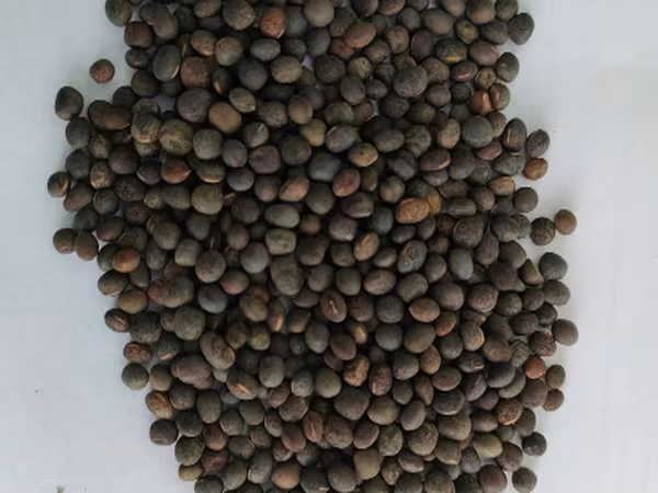 Вика яровая