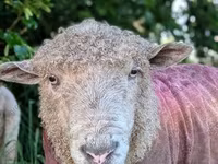 Schaf, Schafe — Foto 6