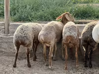 母羊, Sheep — 照片 4