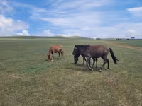 Caballo, Caballos — foto 1