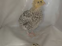 Quails — photo 6